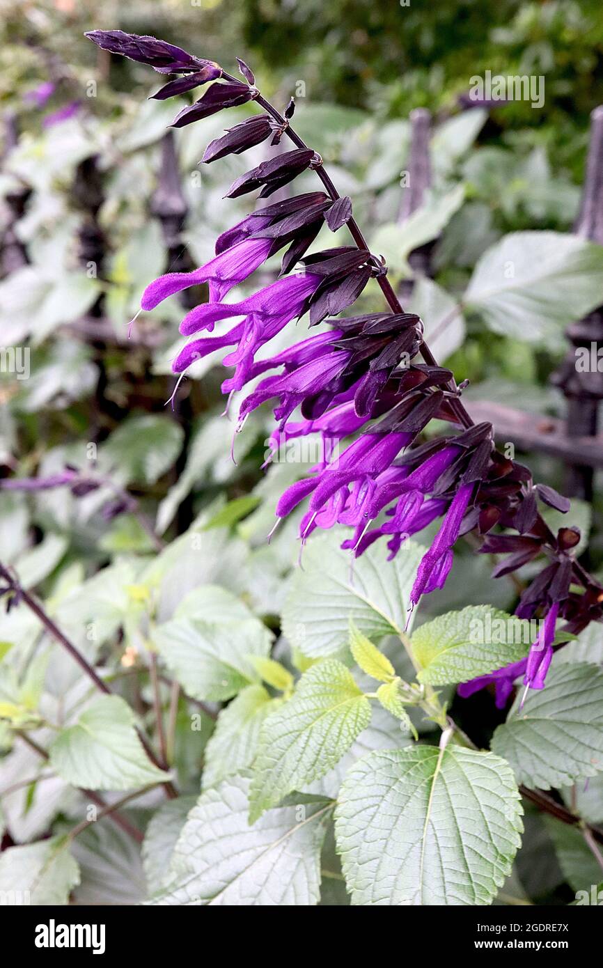 Salvia «Amistad» Sage Amistad – fleurs tubulaires violet profond sur tiges noires, juillet, Angleterre, Royaume-Uni Banque D'Images