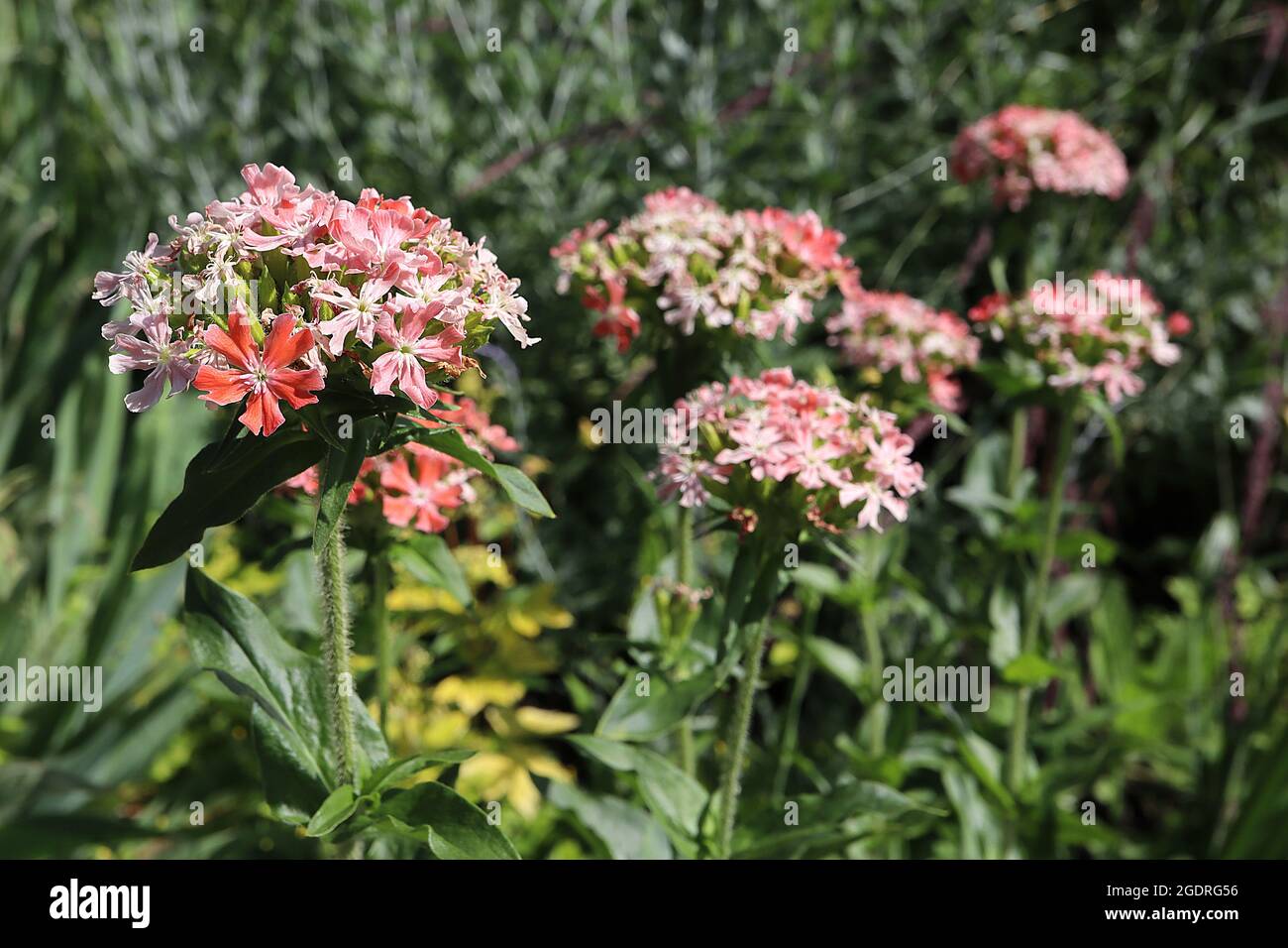 Silene chalcedica ‘saumon musqué’ Croix maltaise saumon crépuscule – grappes de saumon en forme de salver, fleurs roses et blanches avec pétales crantés Banque D'Images