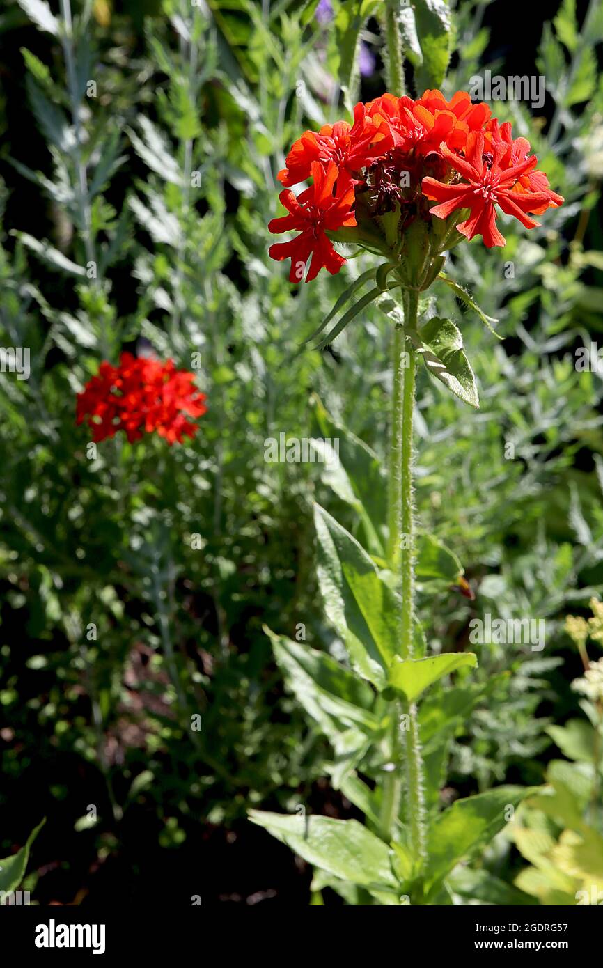 Silene chalcedica «Croix-Rouge» Croix-Rouge maltaise «Croix-Rouge» – grappes bombées de fleurs rouges de tomates en forme de salver avec des pétales crantés sur de grandes tiges, Banque D'Images