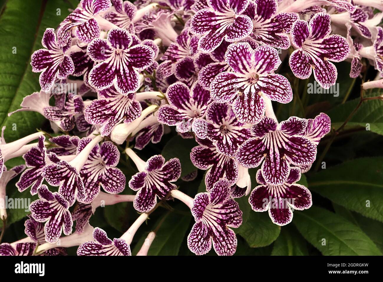 Streptocarpus «Polka Dot Purple» Cape primrose Polka Dot Purple - fleurs blanches à fond plat avec nervures pourpres et marbrure pourpre, juillet, Angleterre, Royaume-Uni Banque D'Images