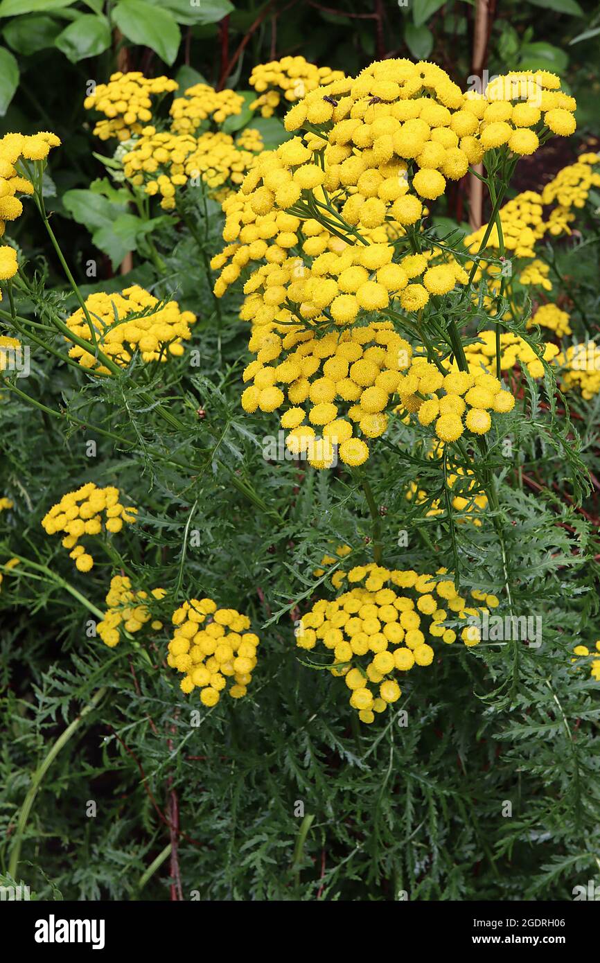 Tanaceum boreale / vulgare commune tansy – grappes bombées de fleurs jaunes bouton-comme sur les tiges hautes et les feuilles de fougères vert foncé, juillet, Angleterre, Royaume-Uni Banque D'Images