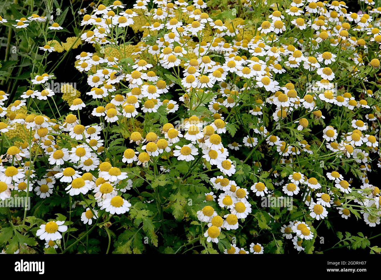 Tanaceum parthenium Feverhew – petites fleurs de type Marguerite avec des feuilles finement lobées sur de grandes tiges, juillet, Angleterre, Royaume-Uni Banque D'Images