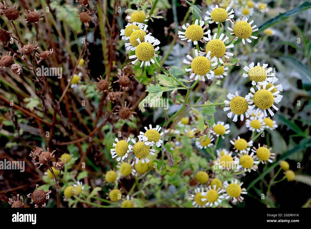 Tanaceum parthenium ‘Malmesbury’ Feverloy Malmesbury – petites fleurs en forme de Marguerite avec des fleurs très espacées et des feuilles finement lobées sur de grandes tiges, Banque D'Images