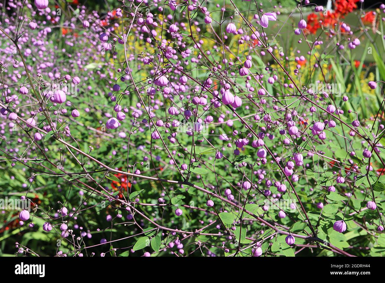 Thalictrum delavayi 'Ankum' Chinese Meadow rue Ankum – panicles aérés de fleurs  mauves pendantes avec de longues étamines blanches à bout jaune, de grandes  tiges Photo Stock - Alamy
