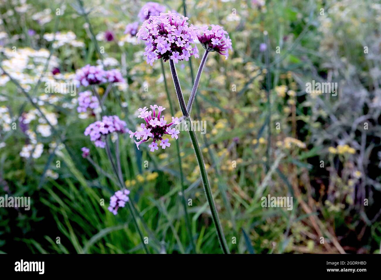 Verbena bonariensis pumpetop vervain – grappes ramifiées bombées de petites fleurs violettes sur de très grandes tiges, juillet, Angleterre, Royaume-Uni Banque D'Images