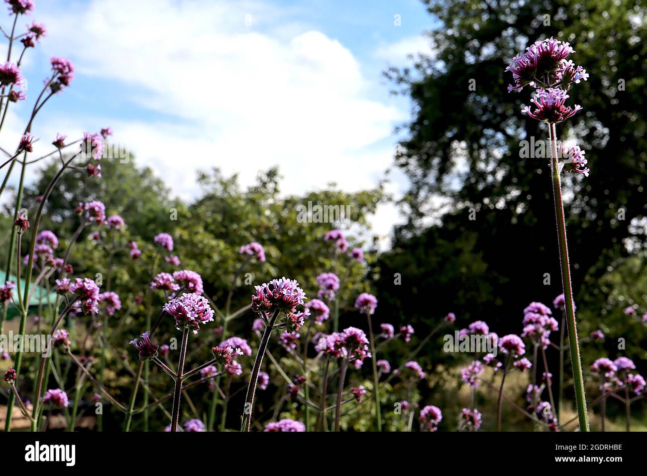 Verbena bonariensis pumpetop vervain – grappes ramifiées bombées de petites fleurs violettes sur de très grandes tiges, juillet, Angleterre, Royaume-Uni Banque D'Images