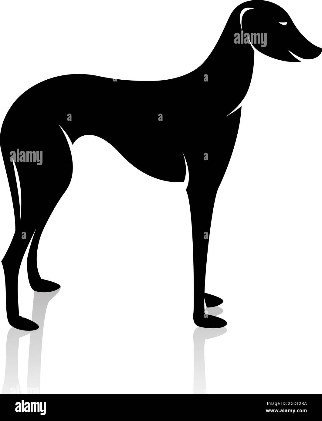 Image vectorielle d'un chien (azawakh) sur fond blanc. Illustration vectorielle superposée facile à modifier. Animaux. Animaux de compagnie. Illustration de Vecteur
