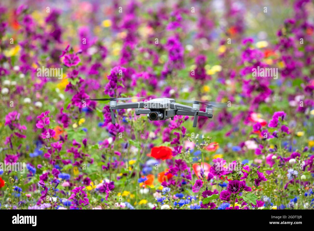 Pays-Bas, Warffum, fleurs sauvages pour l'enrichissement du sol. Drone DJI mavic pro. Banque D'Images