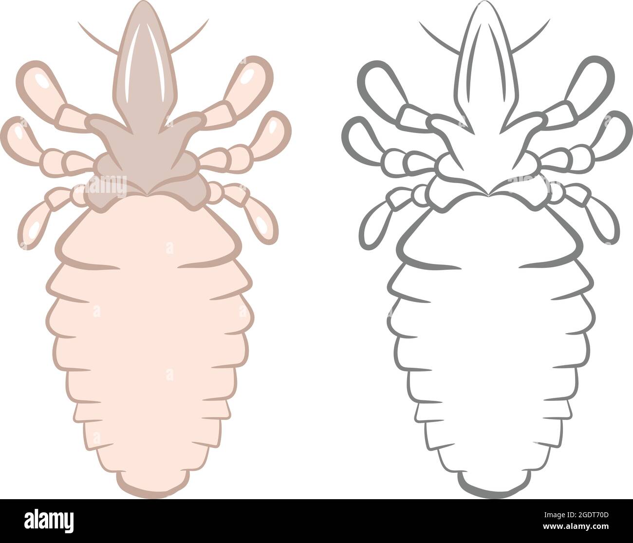 Illustration réaliste des poux ou de l'insecte. Isolé sur fond blanc. Insectes bous vers parasites et mouches. Illustration de Vecteur