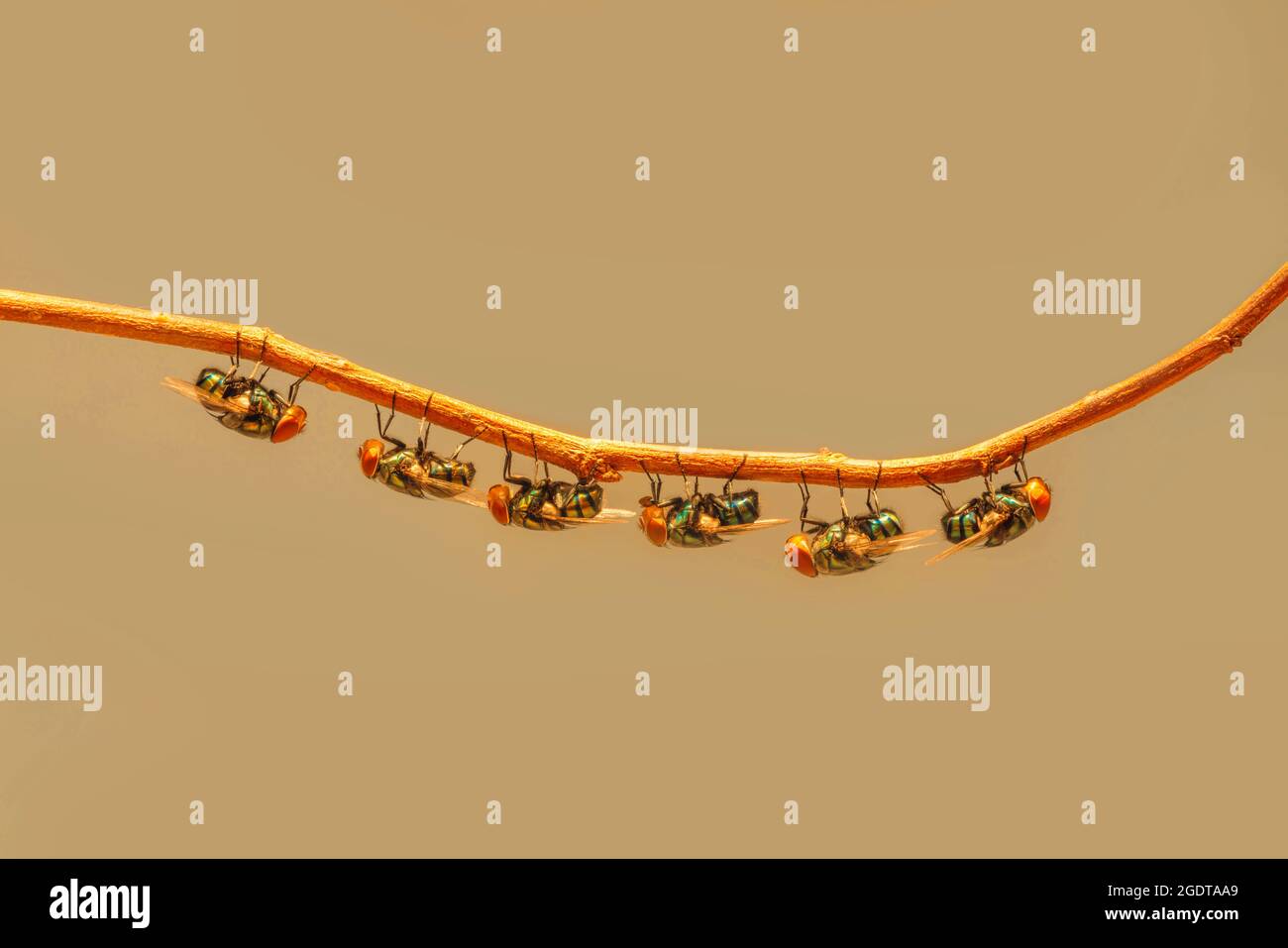 Rangée de mouches de maison sur branche de bois avec lumière dorée du soleil Banque D'Images