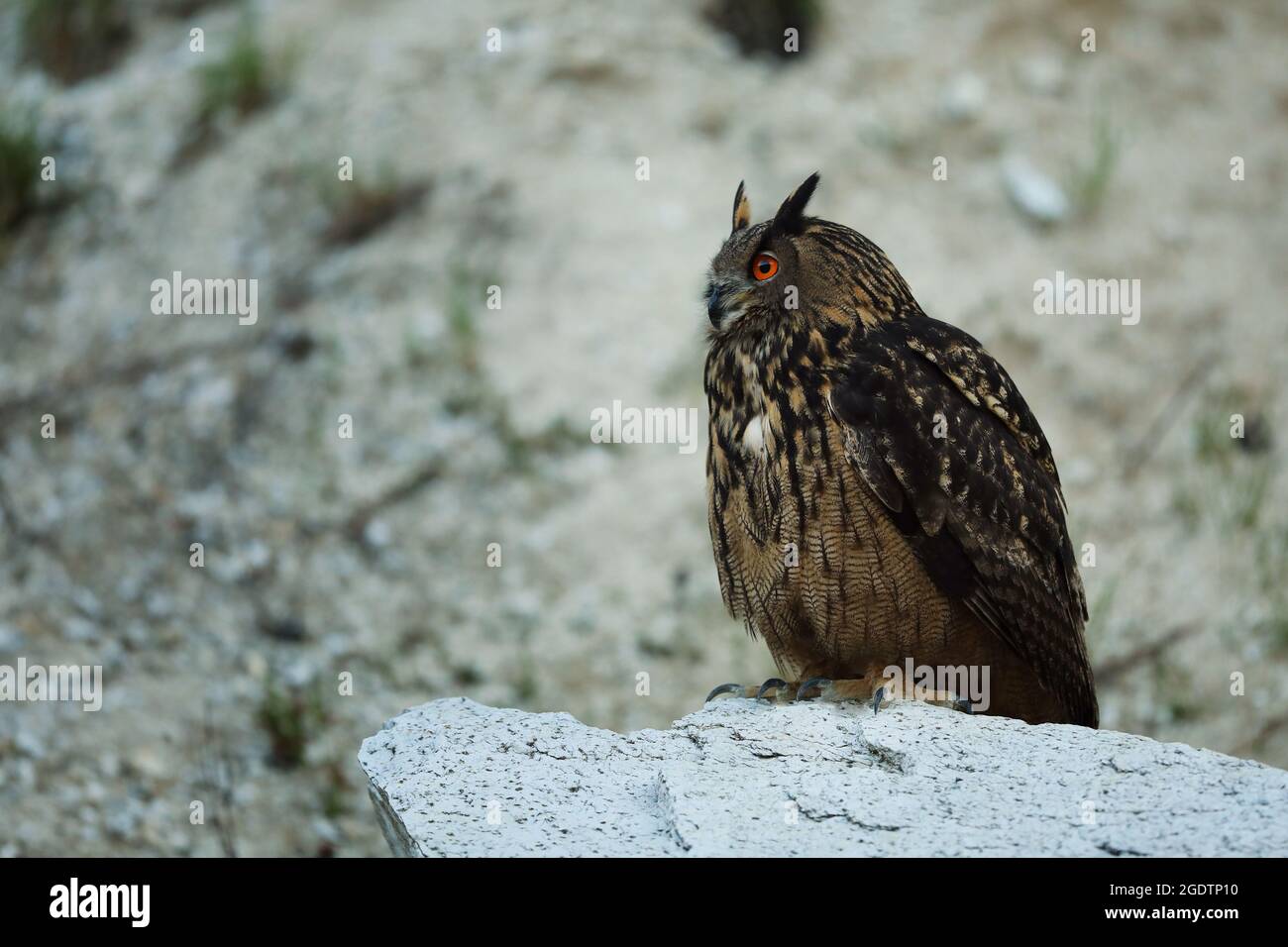 Un grand hibou marron se trouve sur la roche. Bubo Bubo, gros plan. La chouette-aigle eurasienne Banque D'Images