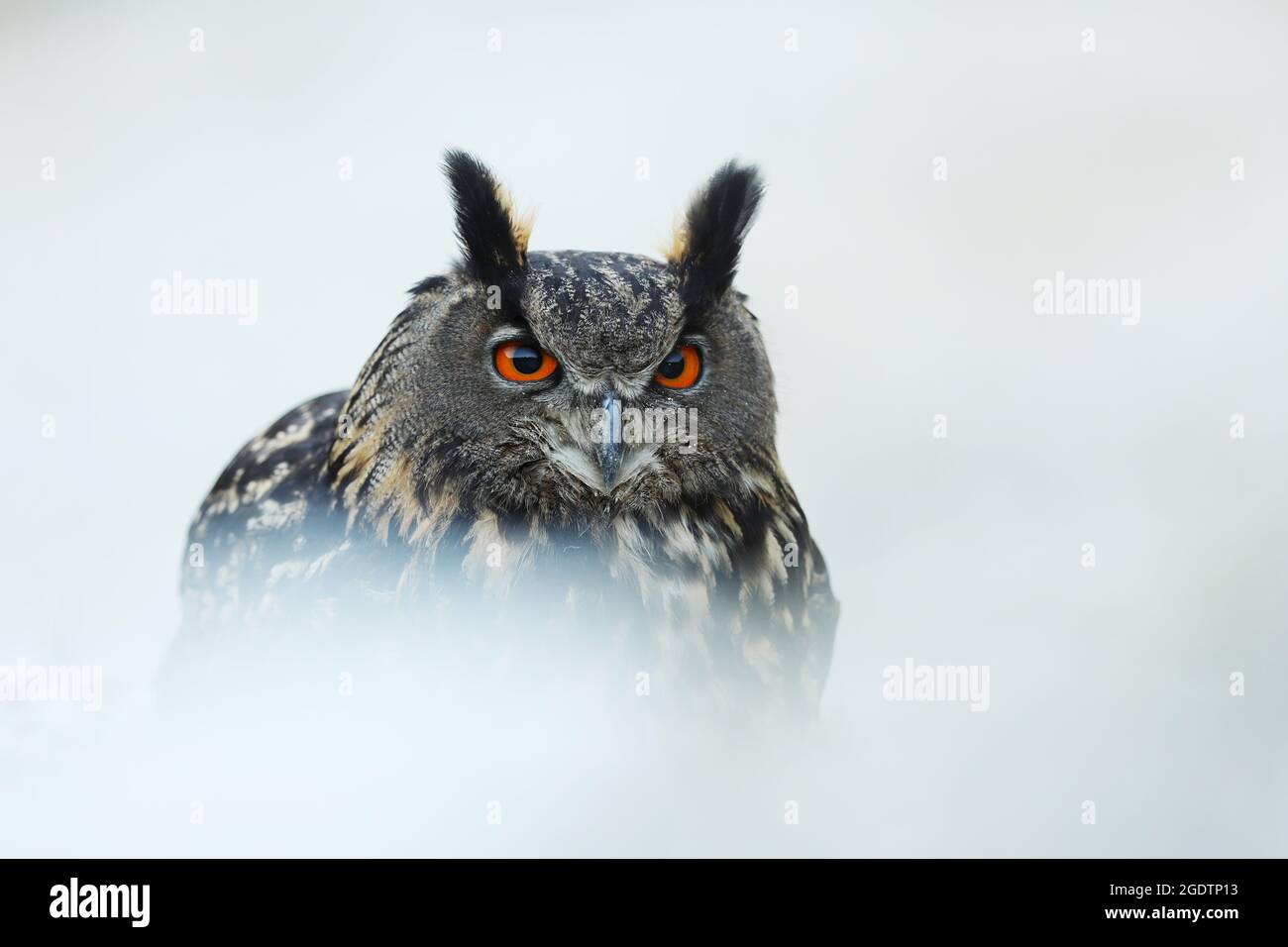Un grand hibou marron se trouve sur la roche. Bubo Bubo, gros plan. La chouette-aigle eurasienne Banque D'Images
