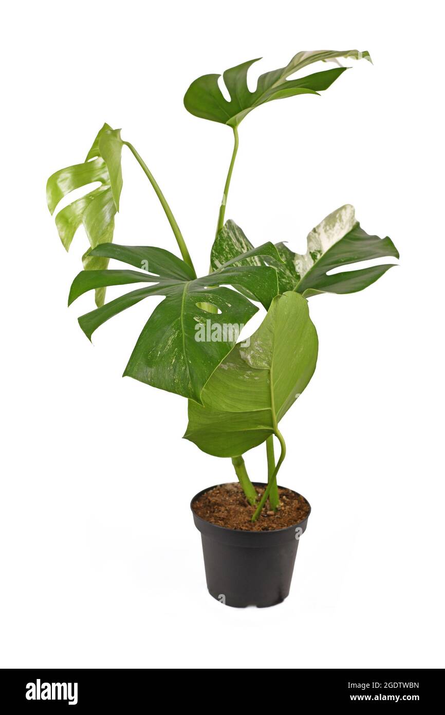Plante-maison tropicale 'Monstera deliciosa Variagata' avec des feuilles à pois blanches isolées sur fond blanc Banque D'Images