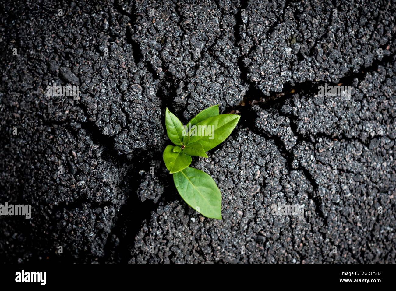 Problèmes environnementaux et écologie crise due au concept d'activité humaine. Le jeune germe vert pousse à travers le tarmac fissuré Banque D'Images