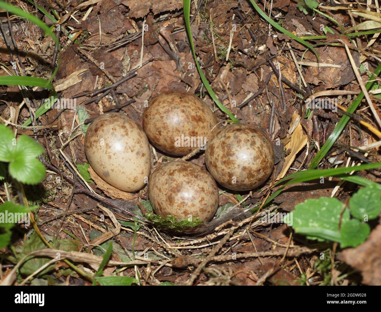 Ponte d'oeufs d'oiseaux forestiers dans le nid sur le sol de la forêt d'été. Œufs d'oiseau, Banque D'Images