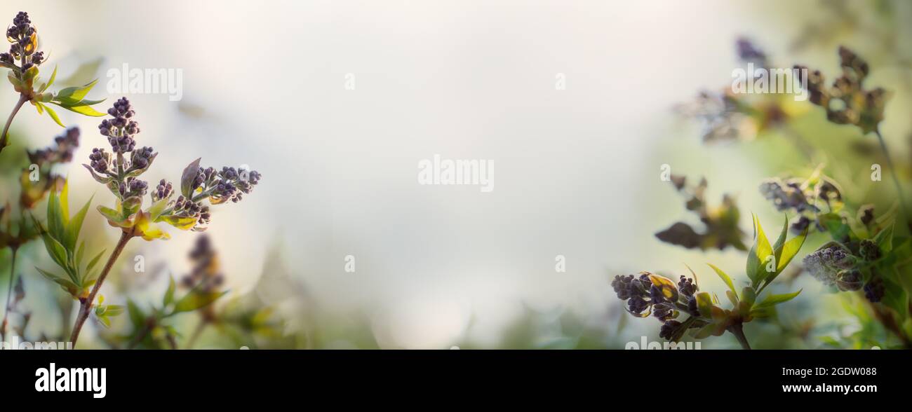 Belles fleurs tendres. Arrière-plan exceptionnel de la bannière en fleur de printemps Banque D'Images