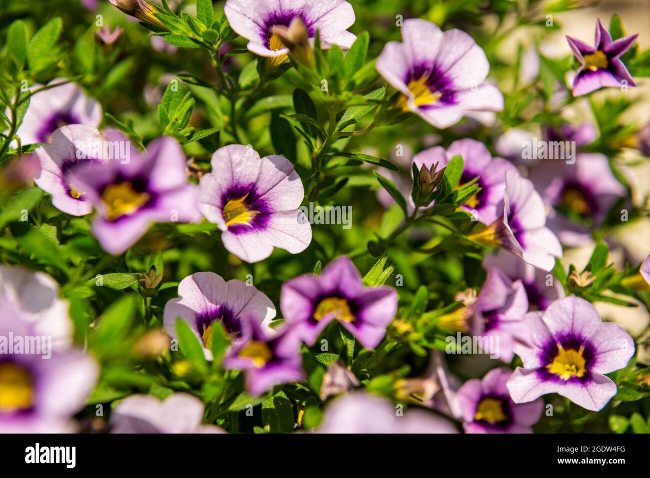 Gros plan des fleurs violettes de Calibrachoa dans un panier suspendu, également connu sous le nom de million Bells ou Mini petunia traînant. Banque D'Images