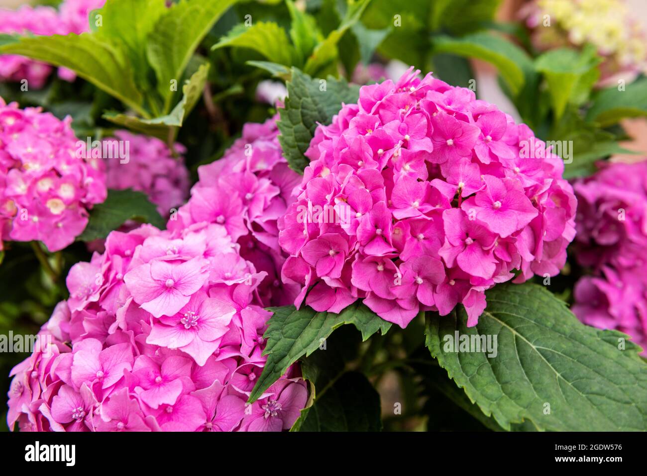 Fleurs d'hortensia rose vif en gros plan. Arbuste Hydrangea macrophylla.  Hortensia fond floral Photo Stock - Alamy