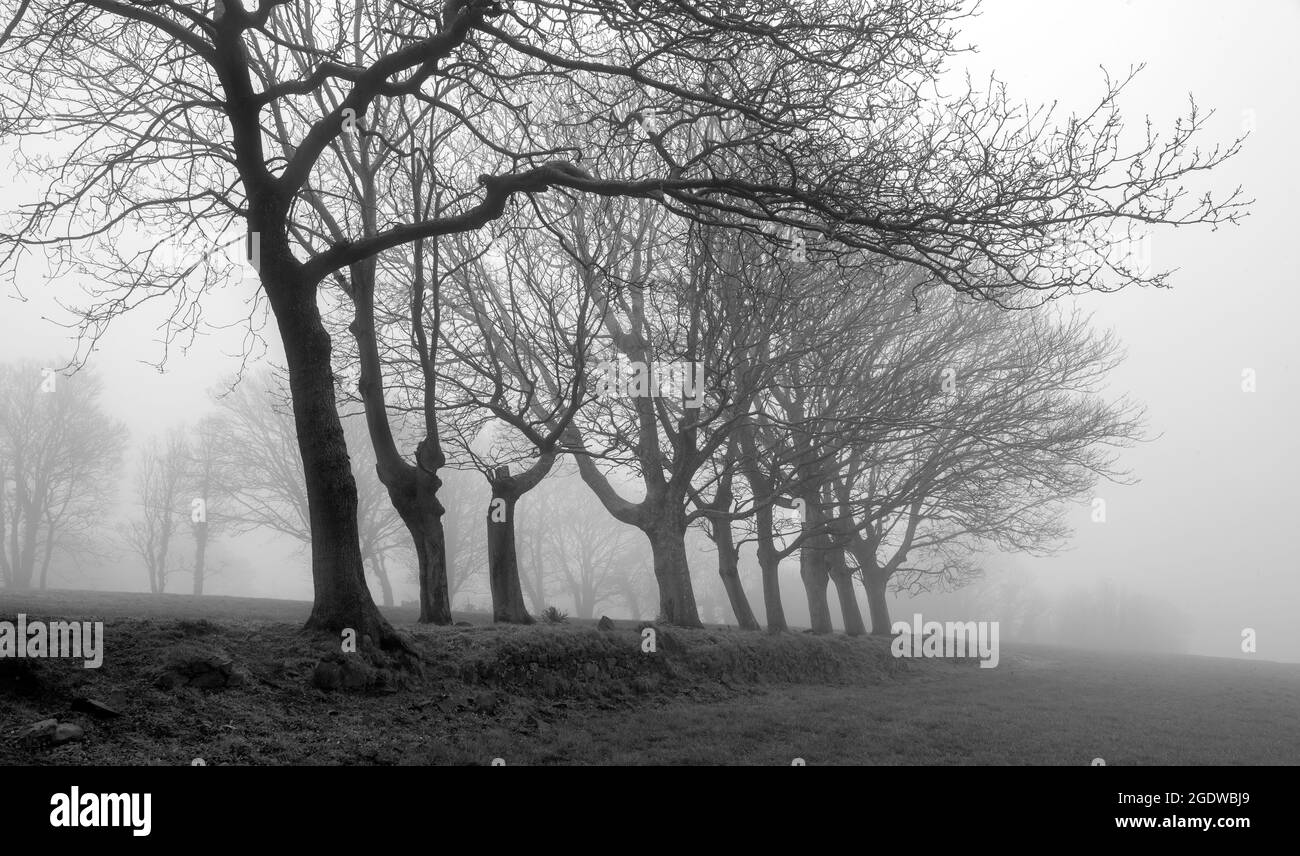 Arbres d'hiver enveloppés de brouillard Banque D'Images