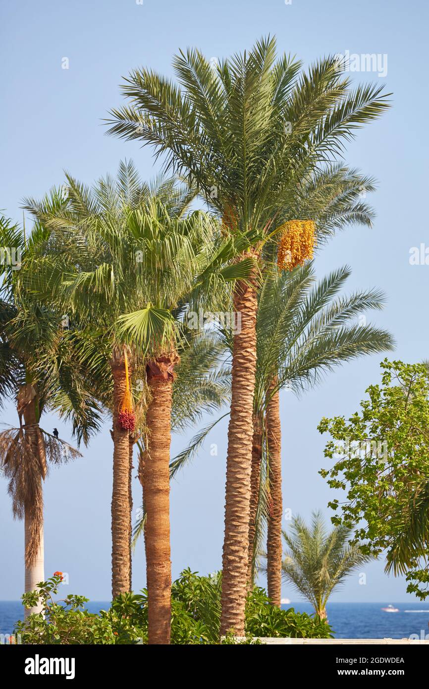 Palmiers dattiers. Palmiers sur la côte de la péninsule du Sinaï. Datte au palmier en Égypte. Banque D'Images