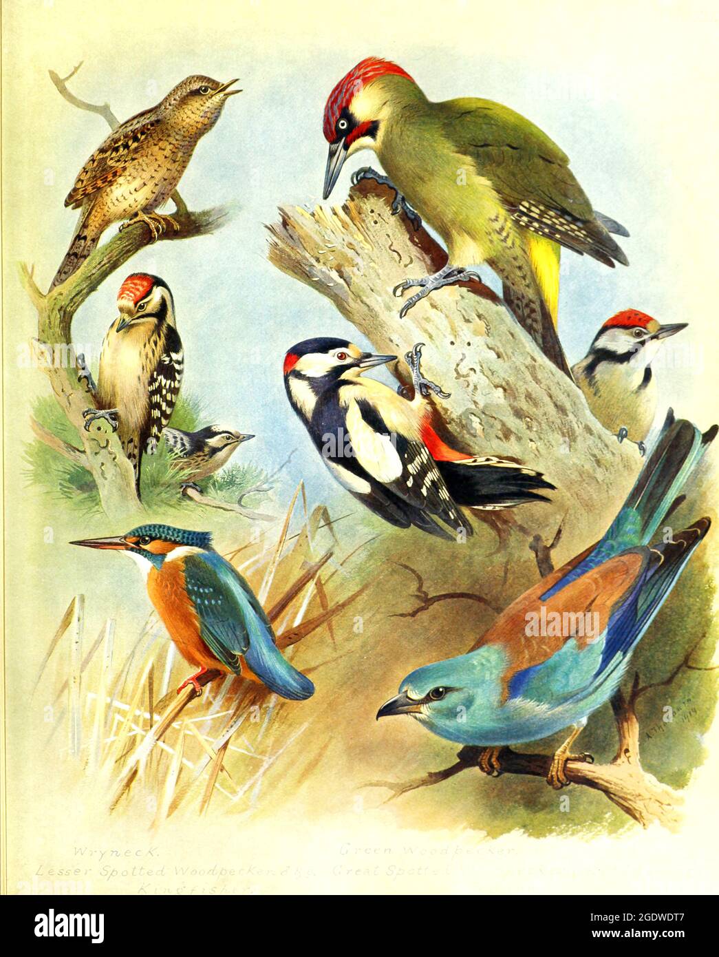 Archibald Thorburn illustration d'oiseau britannique vintage. Banque D'Images