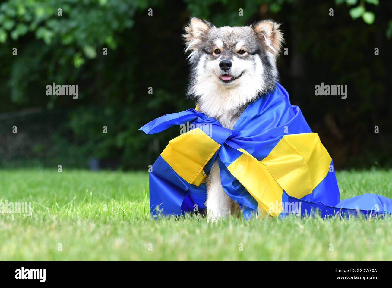 Portrait d'un jeune chien finlandais de Lapphund enveloppé dans un drapeau suédois en plein air dans l'herbe Banque D'Images