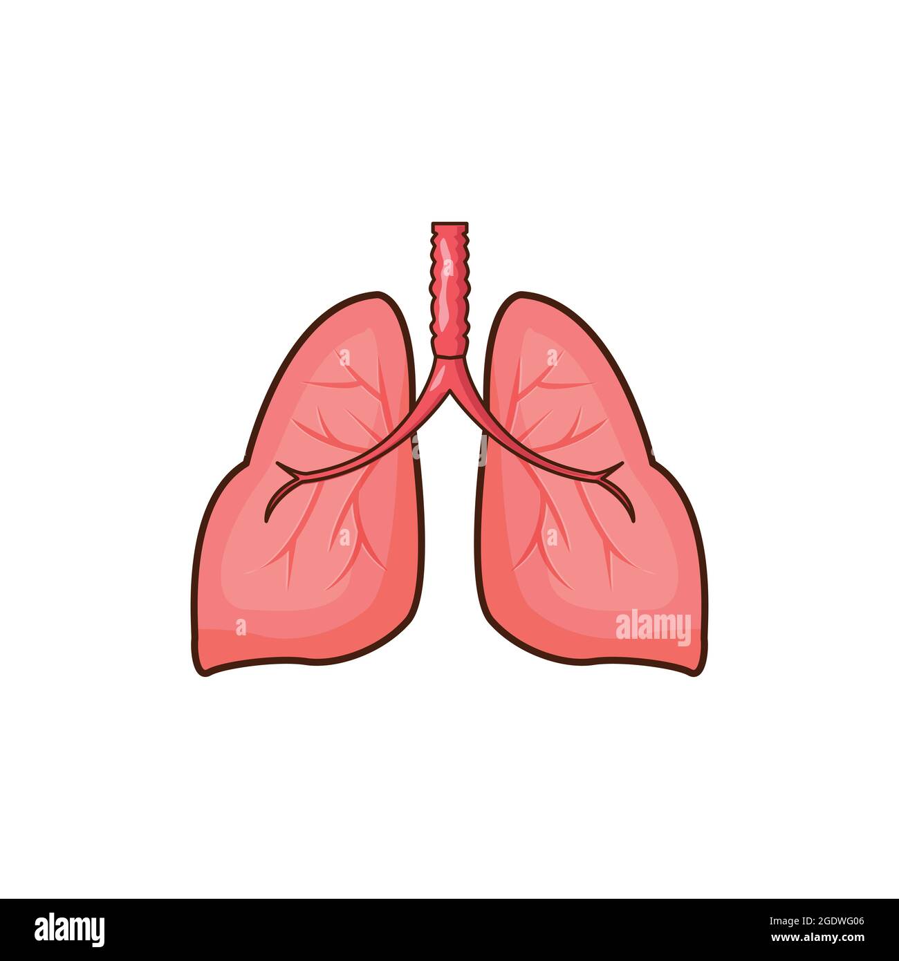 illustration du vecteur d'organe des poumons humains, conception isolée des poumons sur fond blanc Illustration de Vecteur