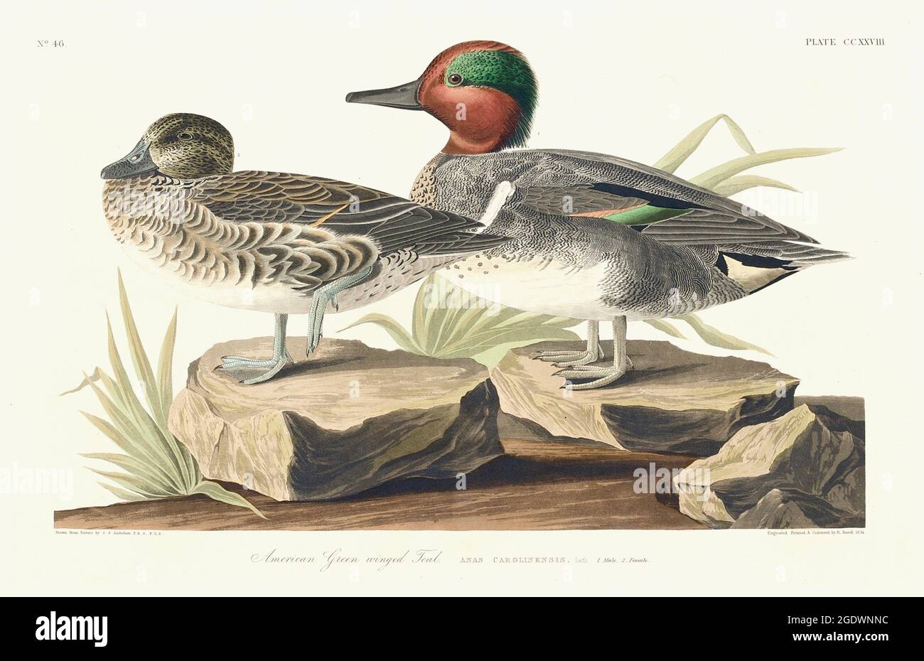Sarcelle à ailes vertes - John James Audubon - Anas crecca - oiseaux d'Amérique. Banque D'Images