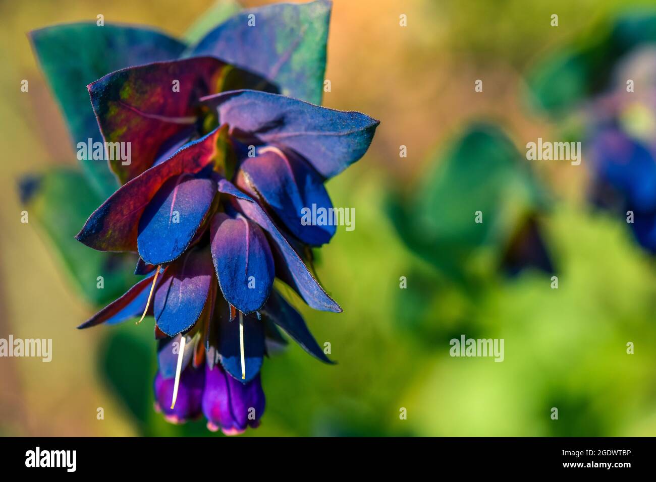 Fleurs violettes en forme de cloche Banque de photographies et d'images à  haute résolution - Alamy