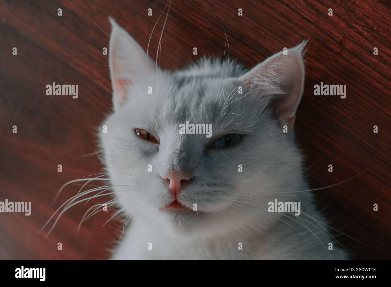 Une Vue De Dessus D Un Chat Blanc Domestique Moelleux Avec Des Yeux Marron Et Bleu Poses Sur Le Sol Photo Stock Alamy Une Vue De Dessus D Un Chat Blanc Domestique Moelleux Avec Des Yeux Marron Et Bleu Poses Sur Le Sol Photo Stock Alamy