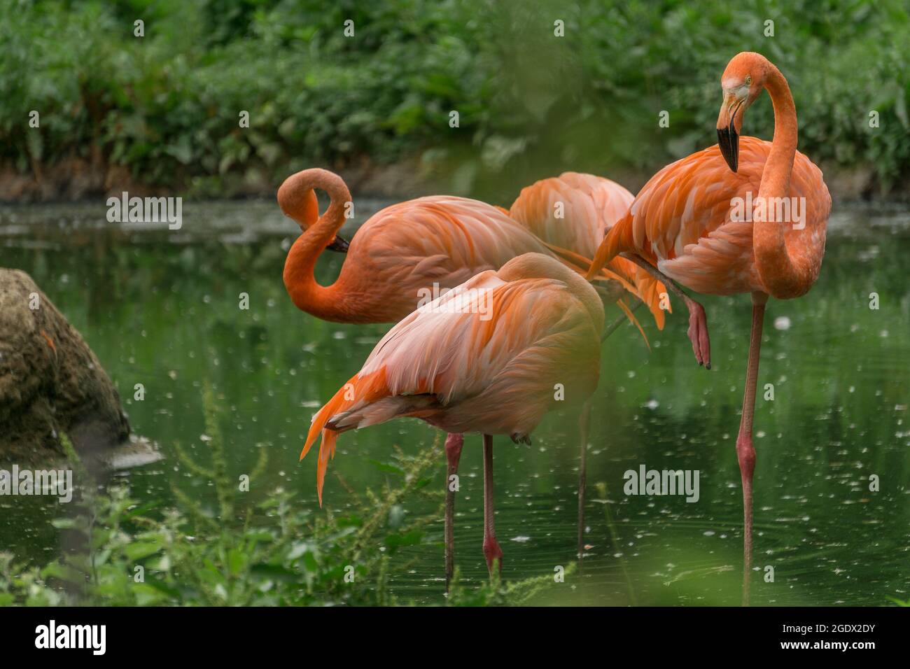 quatre flamants roses des caraïbes dans l'eau Banque D'Images