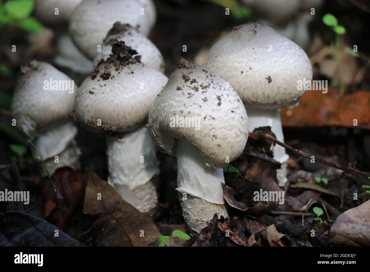 Champignons de saison rares trouvés dans quelques parties de l'inde. Champignons frais naturels poussant sur terre Banque D'Images