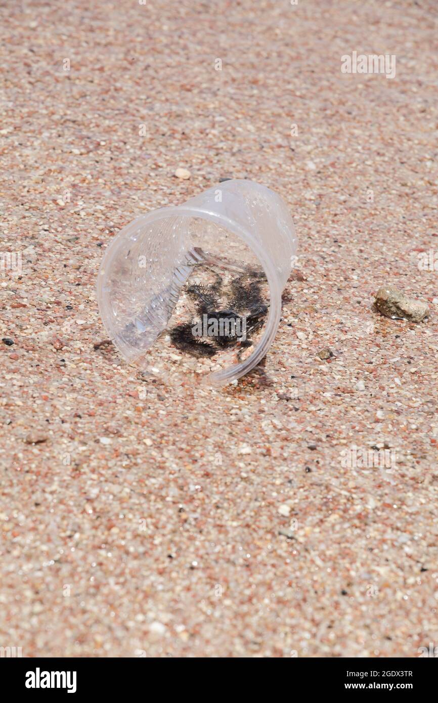 petit animal de plage dans une tasse en plastique. concept de pollution de l'environnement. crise mondiale de pollution plastique. Banque D'Images