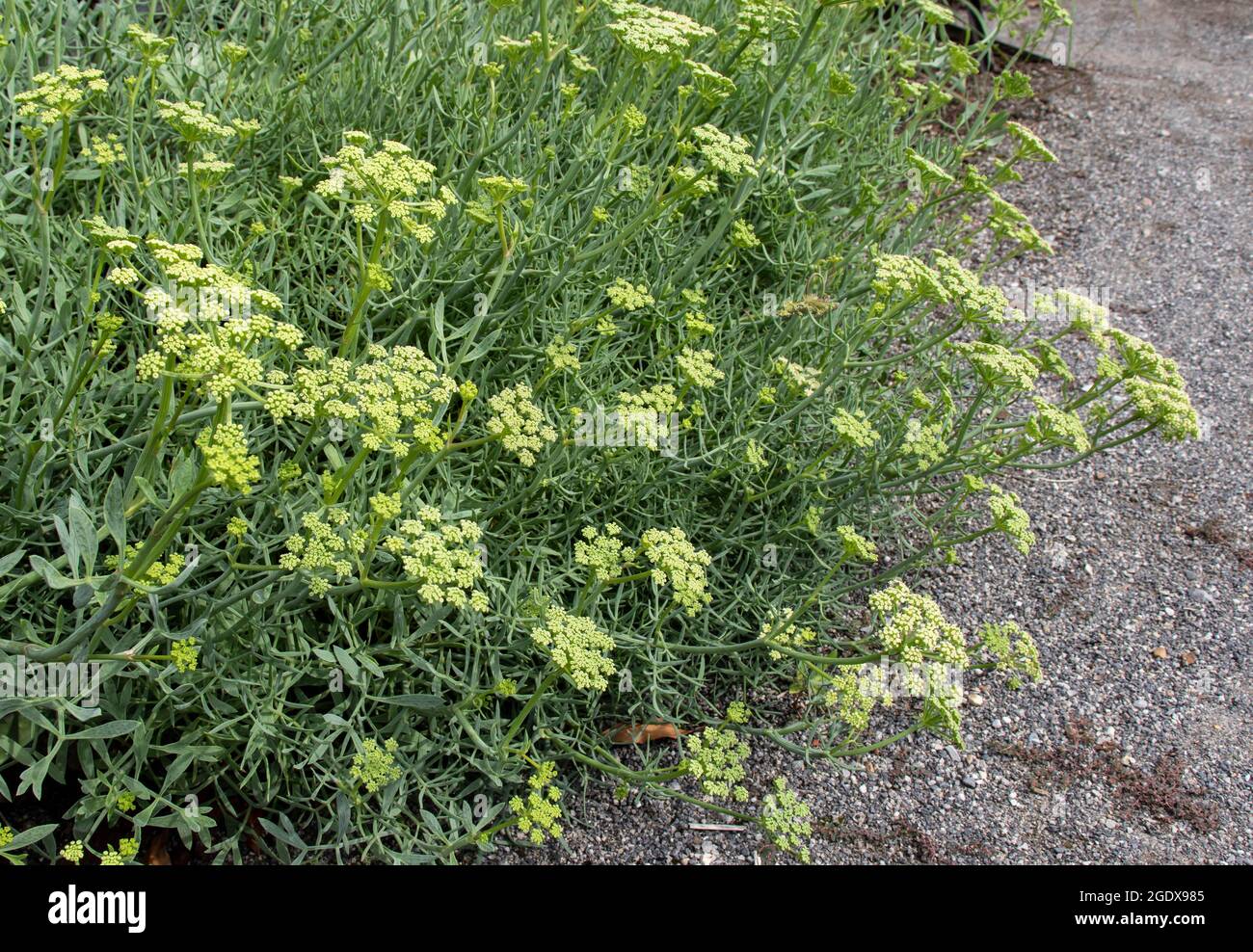 Crithmum maritimum fleur de gros plan. Plante sauvage comestible de fenouil de roche ou de saphir de mer. Banque D'Images
