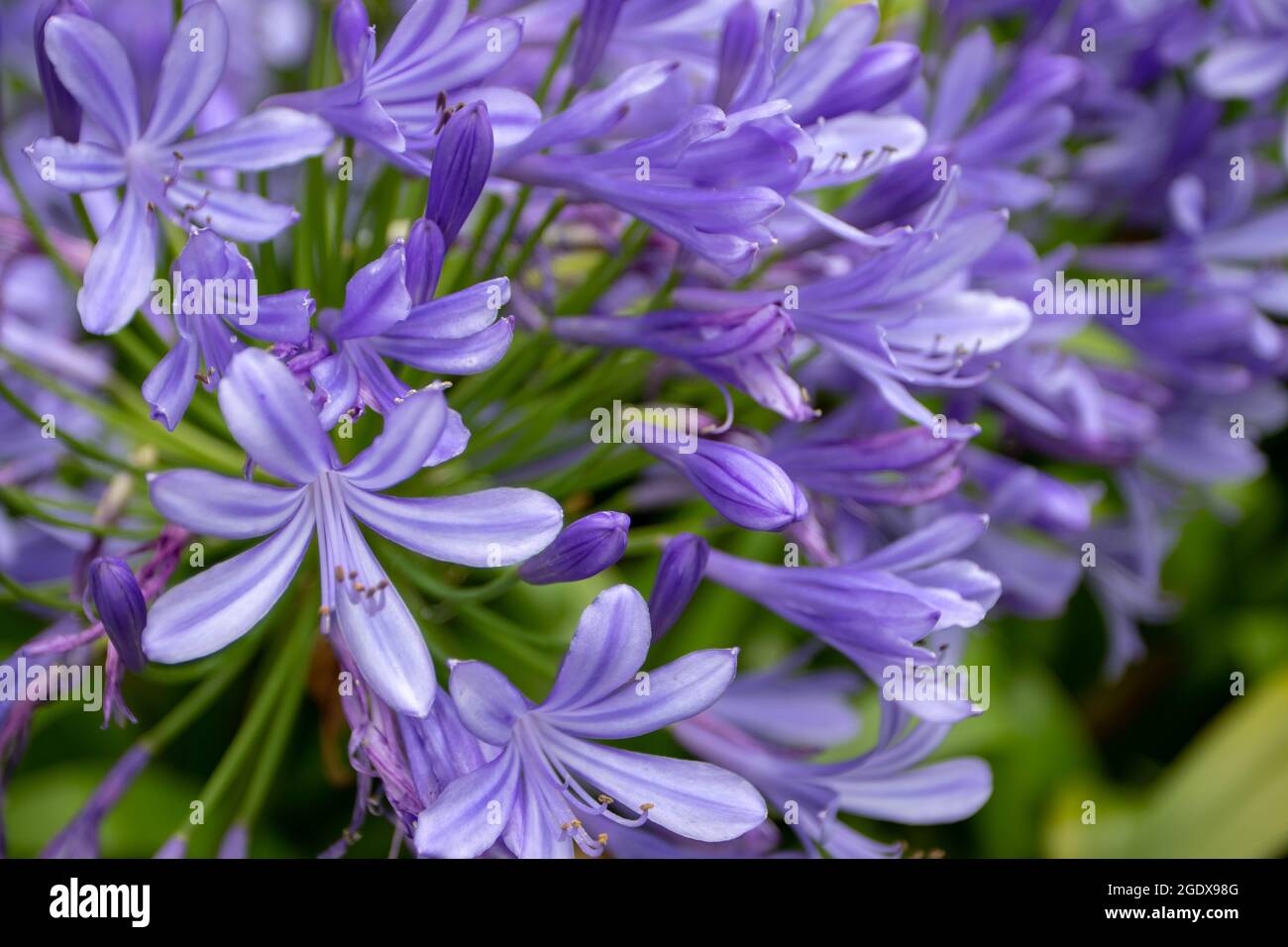 Fleurs bleu d'Agapanthus en gros plan. Nénuphars du Nil ou plante à fleurs de nénuphars africains. Banque D'Images