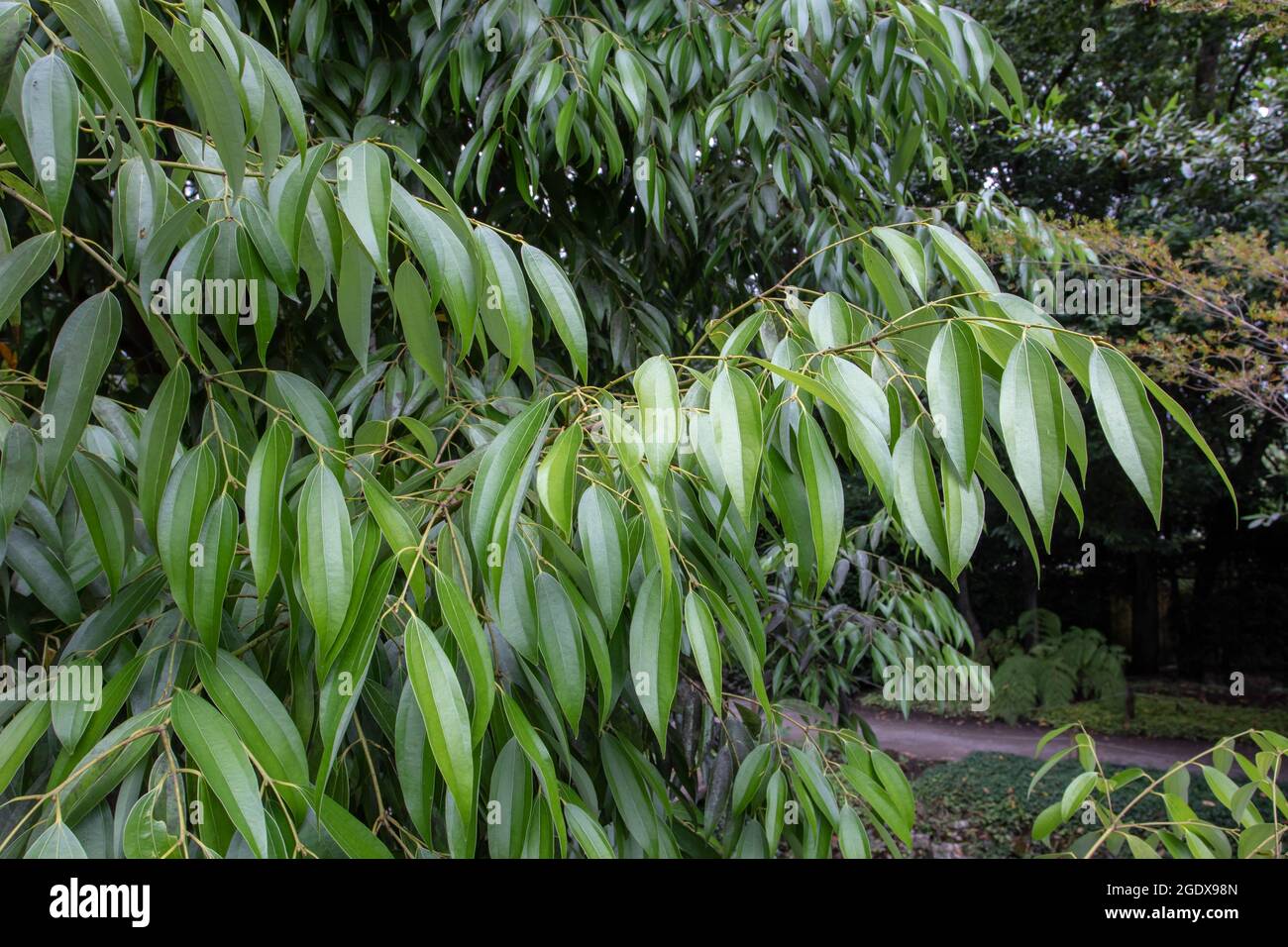 Branche de cannelle avec feuilles brillantes. Usine de Cinnamomum verum. Banque D'Images
