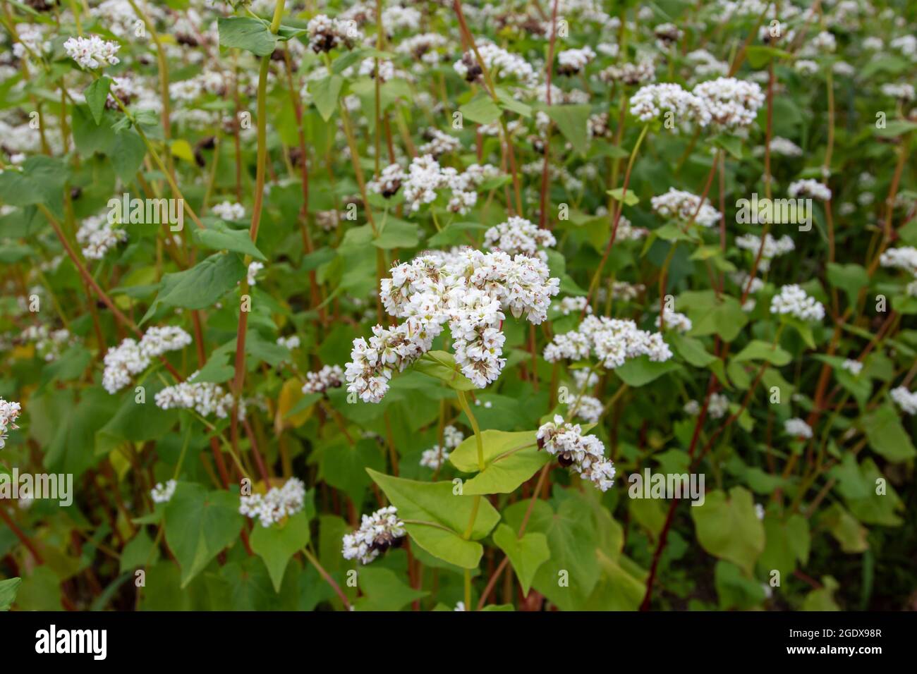 Plantation de sarrasin en fleur. Fagopyrum esculentum plantes avec fleurs blanches. Banque D'Images