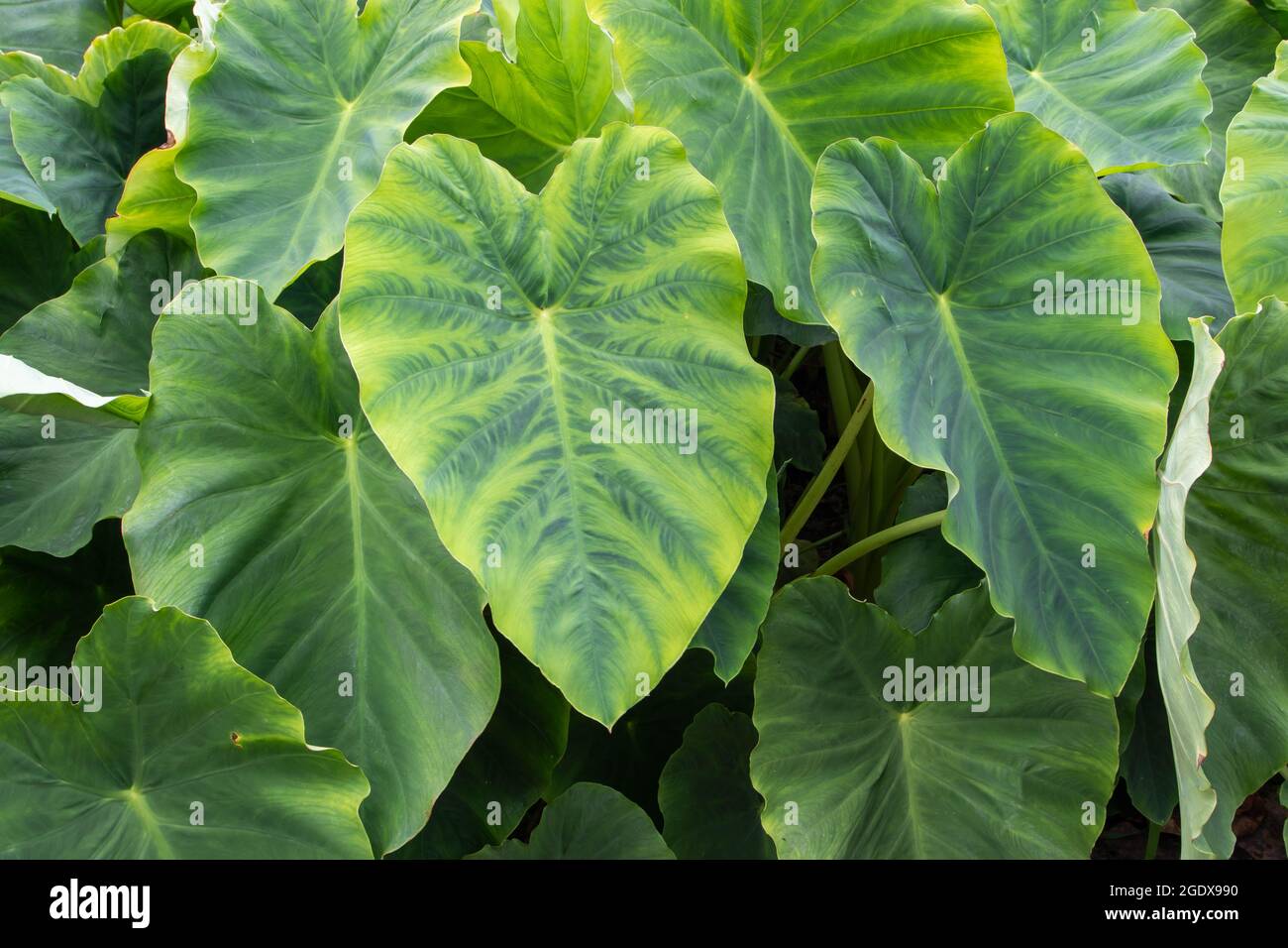 Feuilles de Colocasia esculenta. Taro ou kalo plantes comestibles dans le potager. Banque D'Images