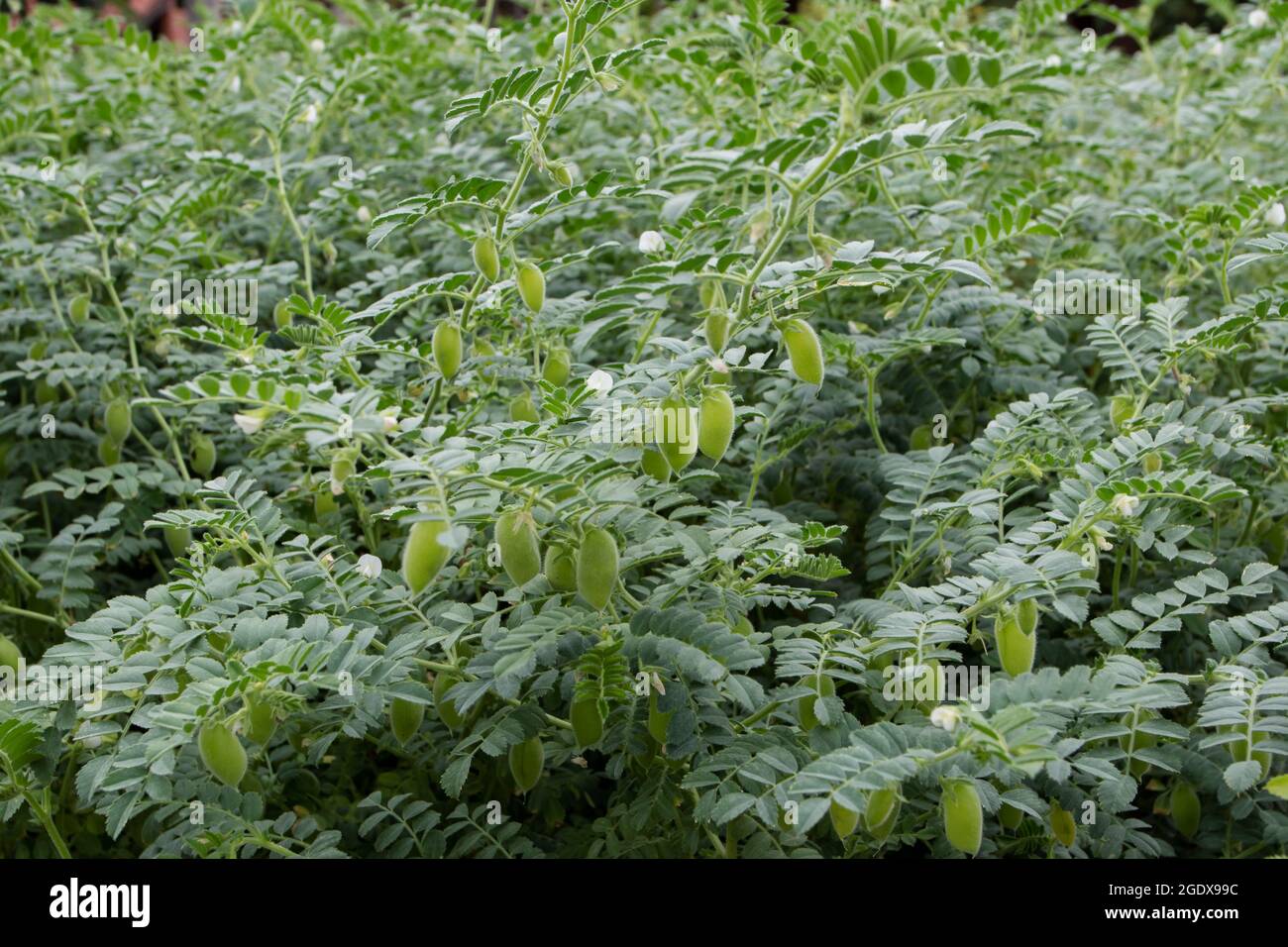 Plants de pois chiches ou de pois chiches ou de cicer arietinum avec fruits et fleurs blanches Banque D'Images