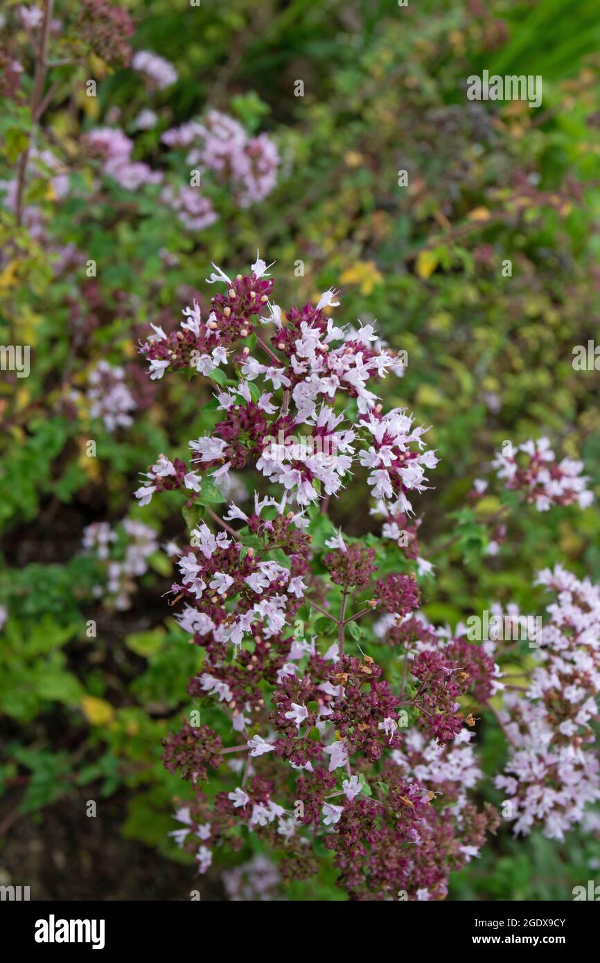 Origanum vulgare ou marjoram sauvage. Origan recouvert de petites fleurs violettes. Banque D'Images