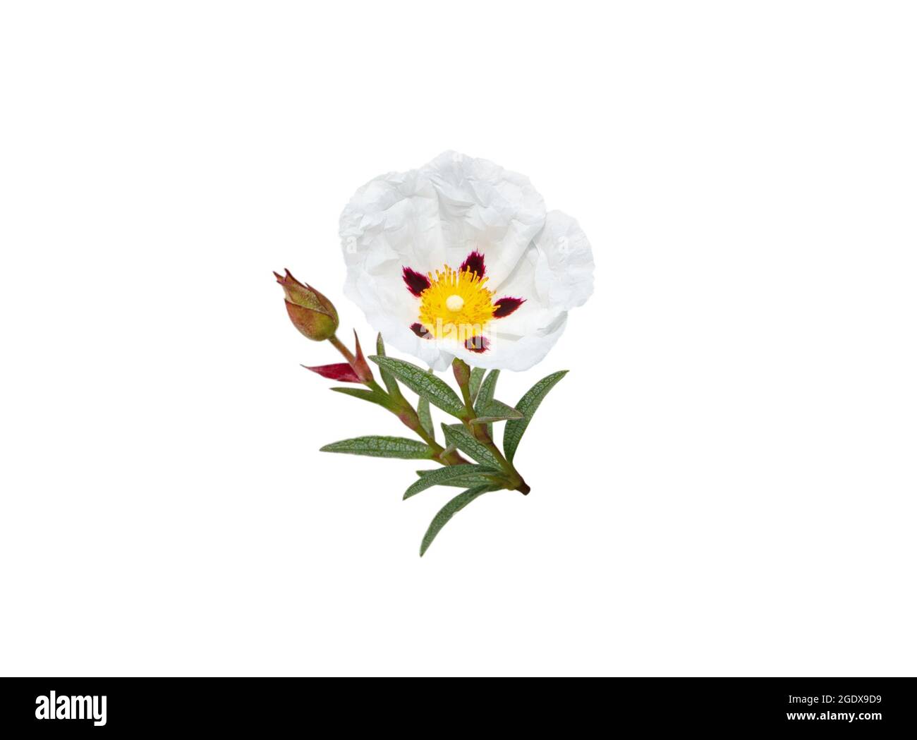 Fleur de Labdanum isolée sur blanc. Citerus ladanifer ou plante de rockrose de gomme. Banque D'Images