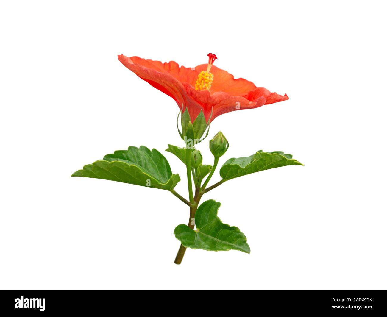 Hibiscus branche de fleur tropicale rouge vif isolée sur blanc. Usine de roses de Chine. Symbole national de la Malaisie. Banque D'Images