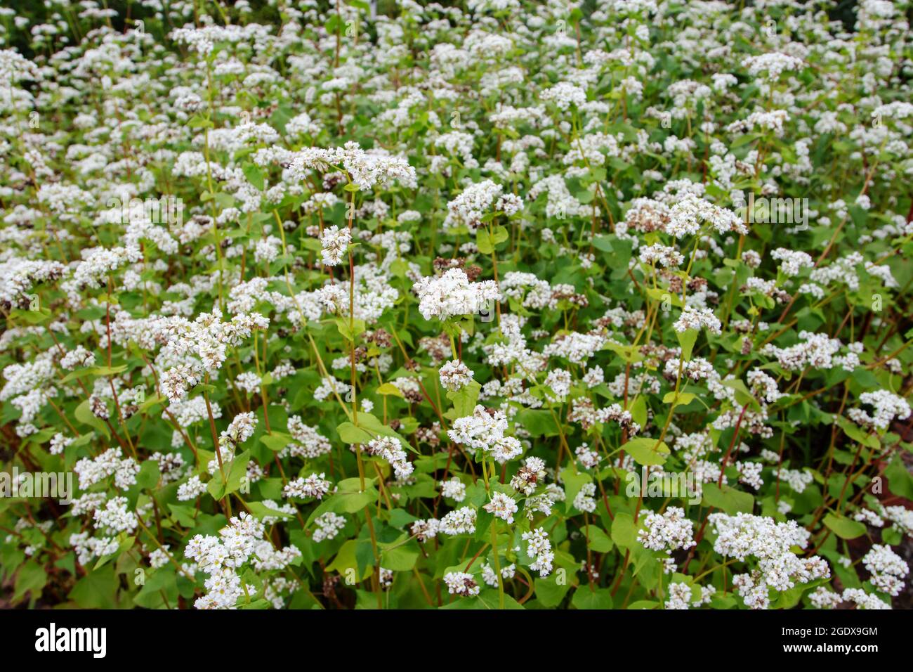 Fagopyrum esculentum plantes avec fleurs blanches. Plantation de sarrasin en fleur. Banque D'Images
