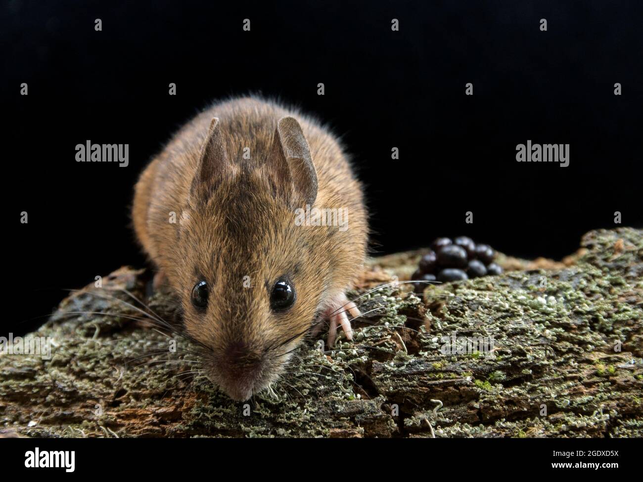 Woodmouse, Apodemus sylvaticus, Oxfordshire haie Banque D'Images