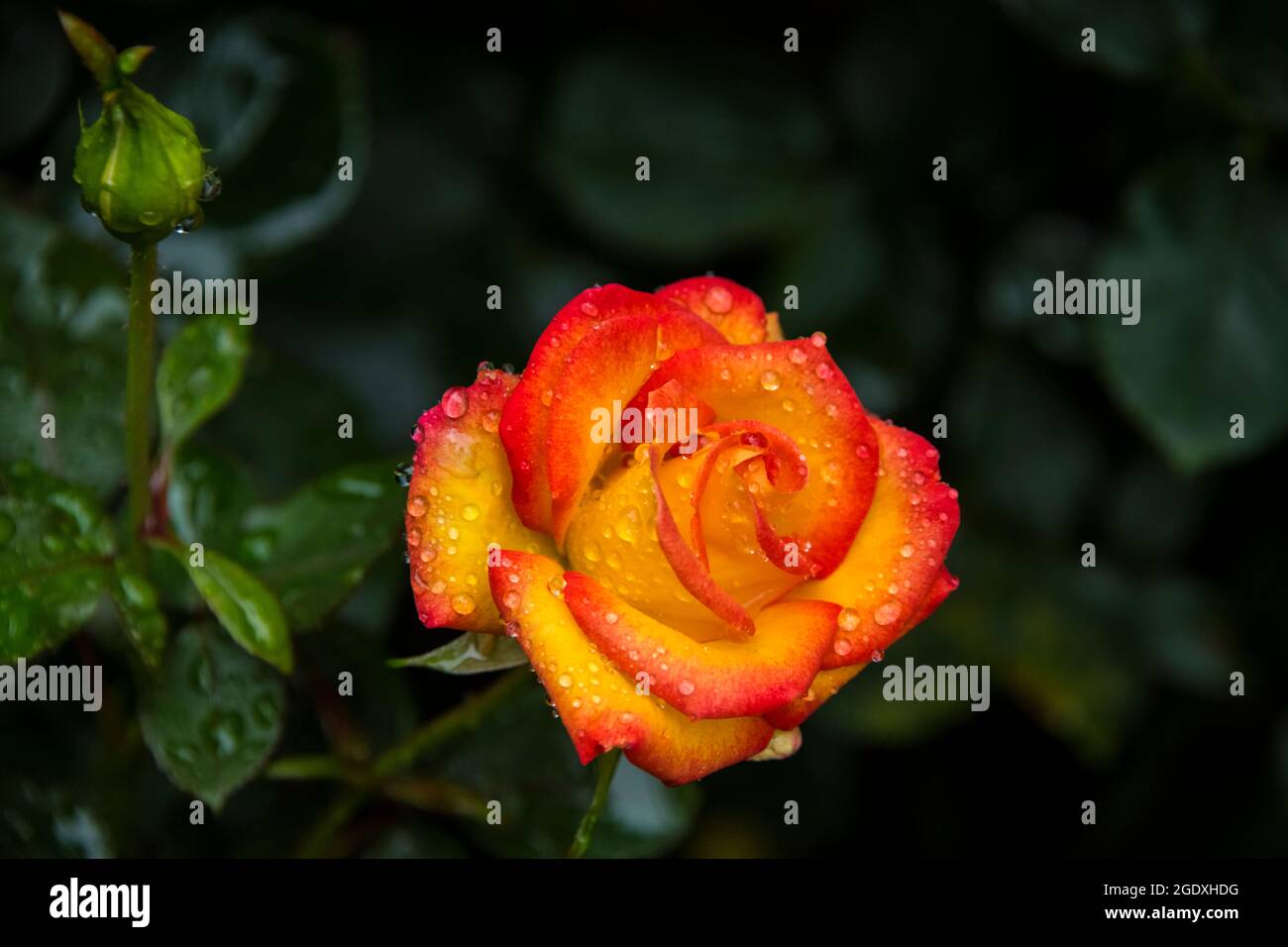 Gouttes de pluie sur la fleur rose dans le jardin en été Banque D'Images