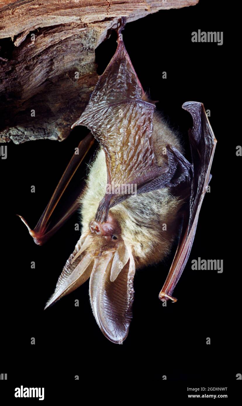 Chauve-souris sibérienne à longues oreilles (Plecotus ognevi) faisant le toilettage, Sibérie occidentale, Russie. Banque D'Images