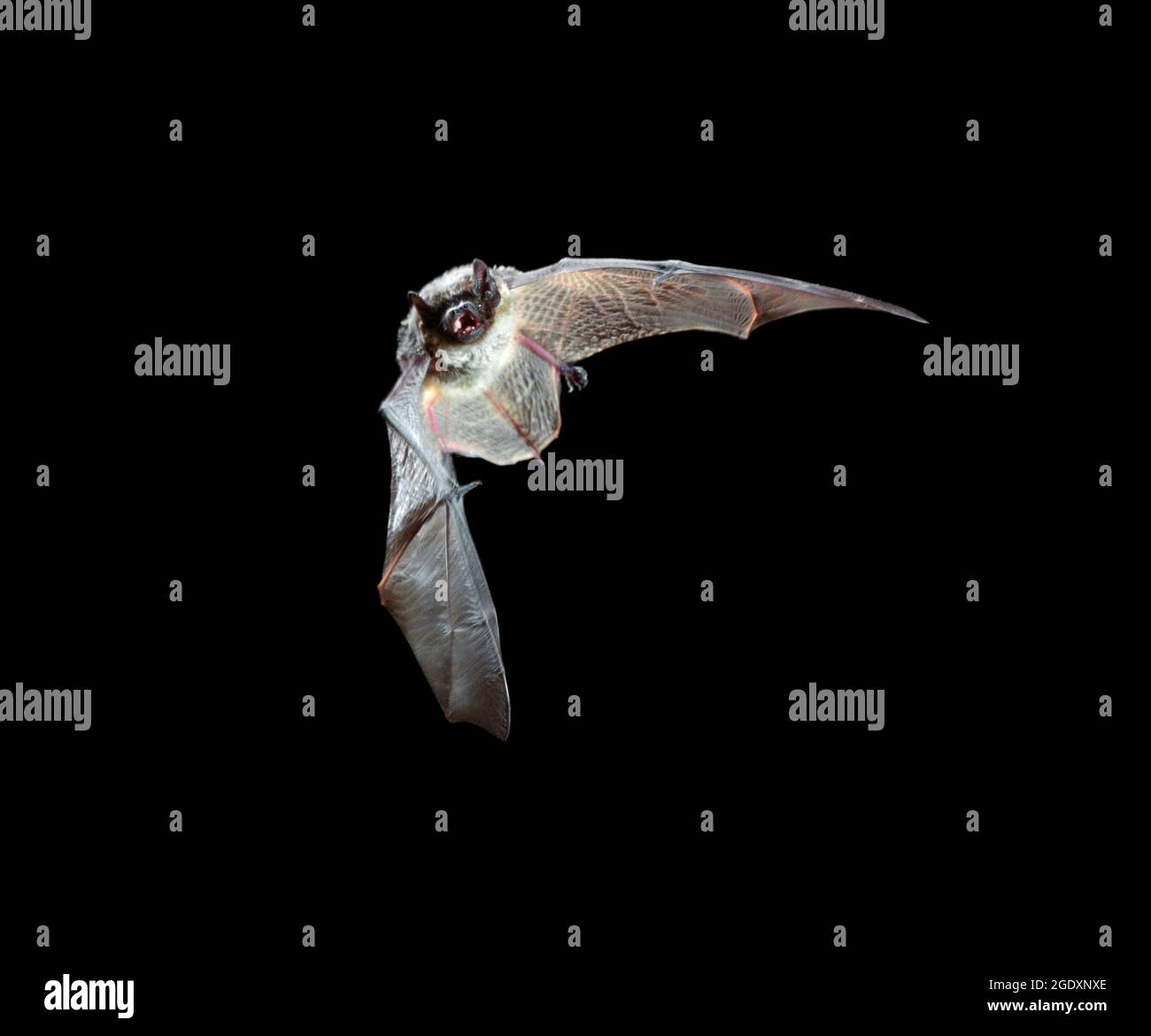 Bat de couleur parti (Vespertilio murinus) volant, Sibérie occidentale, Russie. Banque D'Images