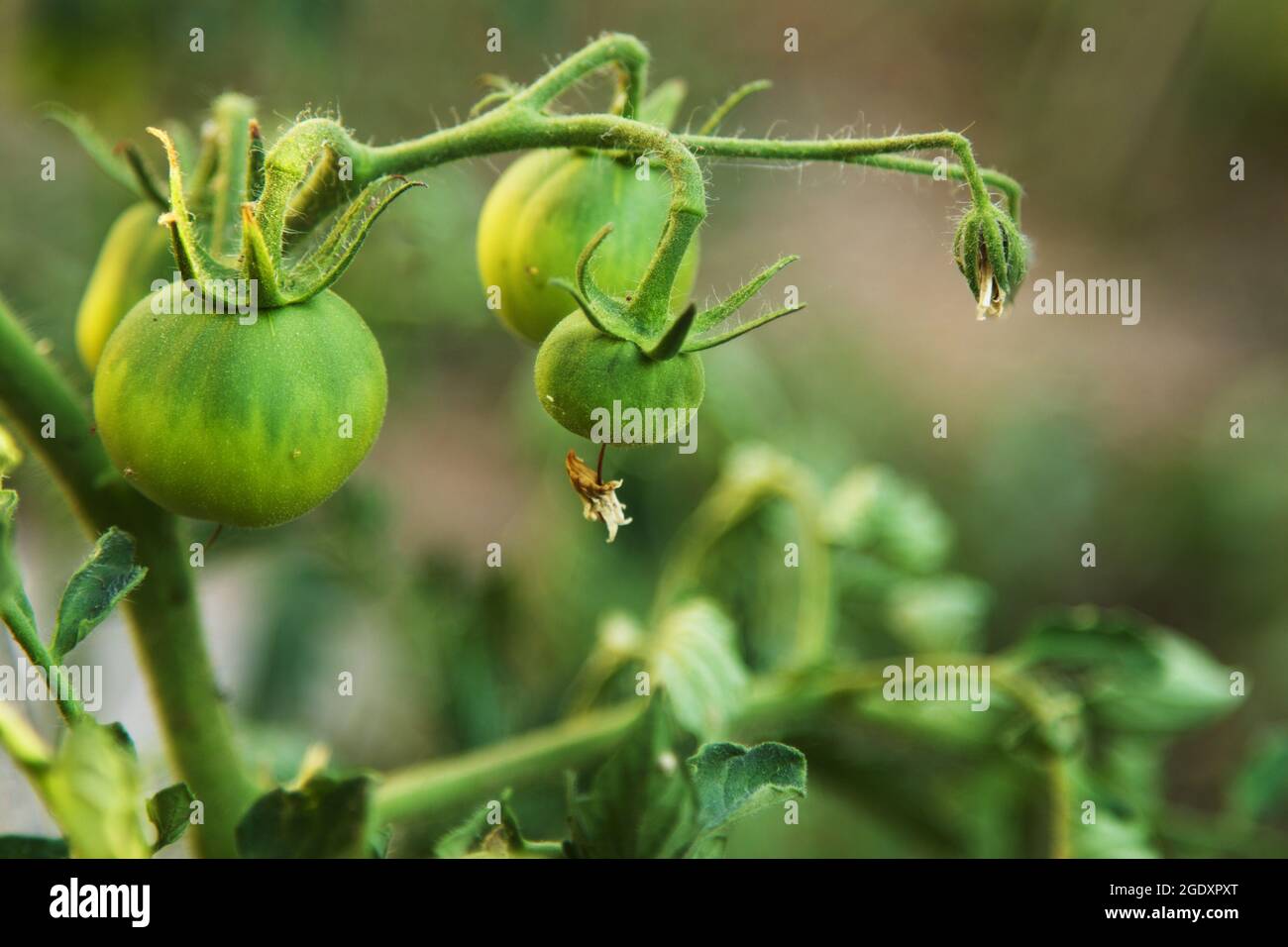 De plus en plus les tomates noires dans le jardin Banque D'Images