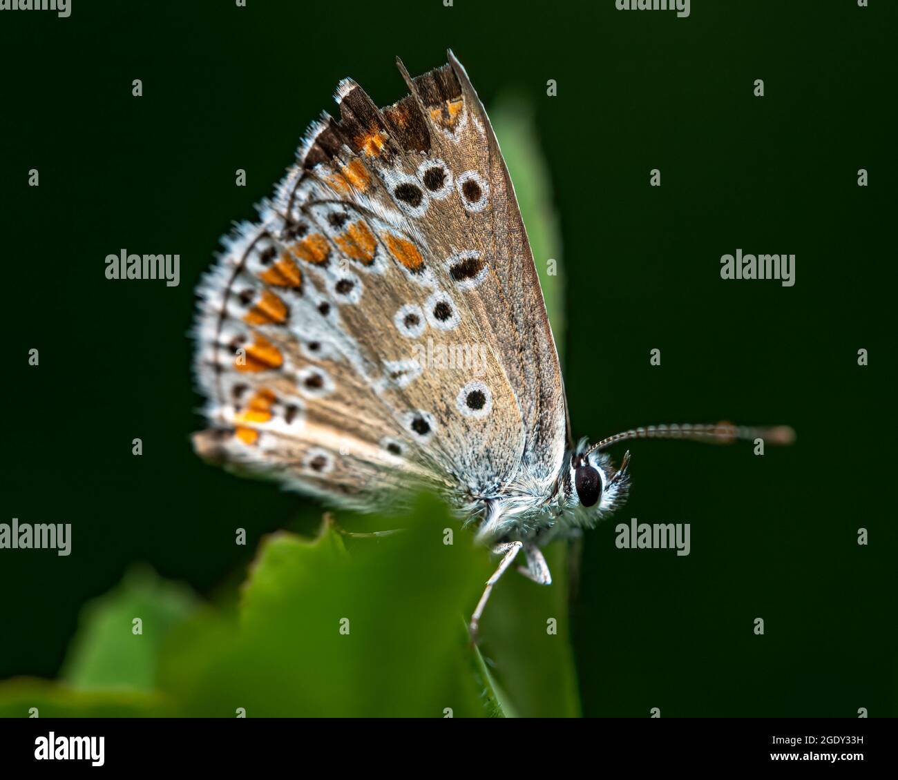 Photo macro d'un papillon géranium argus sur une feuille devant un dos noir Banque D'Images