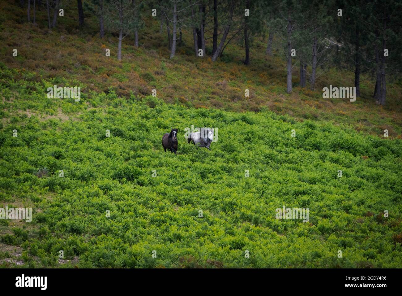 Deux chevaux sauvages de Ganranos au parc national de Peneda Geres, au Portugal Banque D'Images Deux chevaux sauvages de Ganranos au parc national de Peneda Geres, au Portugal Banque D'Images